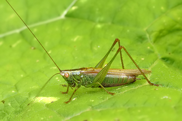 Conocephalus fuscus